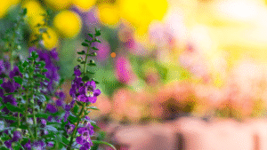 Optimized Profile Example how to grow Instagram